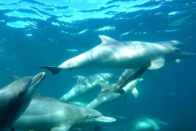 Seal Island and Penguin Island or Point Peron Sea Kayak Tour - Guides and group size: why the human factor matters here