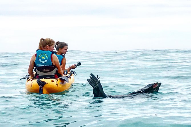 Seal Kayaking Adventure in Kaikoura - Key reasons this Kaikoura seal kayaking tour hits