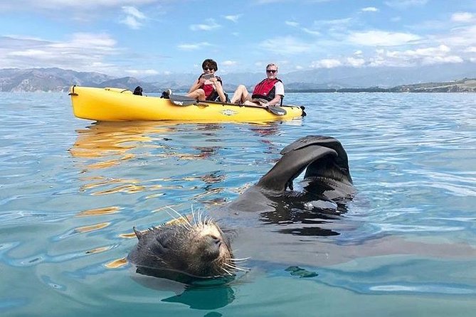 Seal Kayaking Adventure in Kaikoura - Pedal Kayaks in Kaikoura: Why Your Feet Do the Work