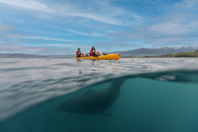 Seal Kayaking Adventure in Kaikoura - Your 3 Hours on the Water: From 18 Beach Road to Seal Hotspots