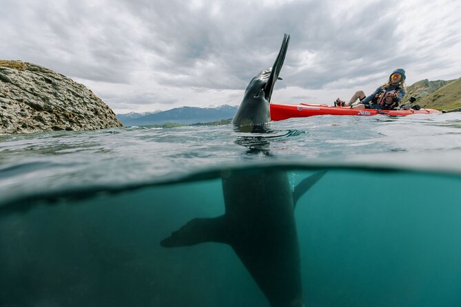 Seal Kayaking Adventure in Kaikoura - The Guide Factor: From Logan to Eva to Connor