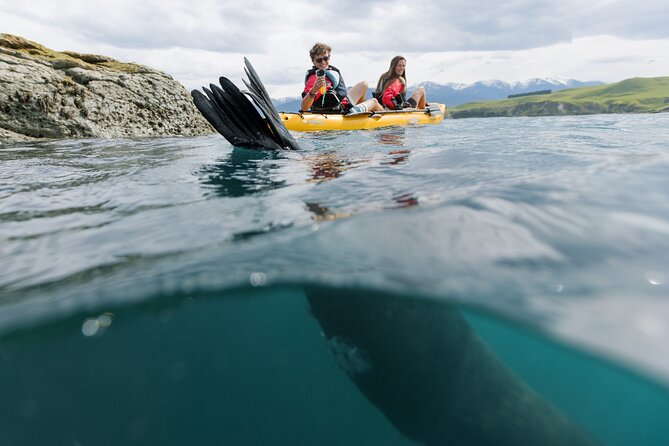 Seal Kayaking Adventure in Kaikoura - Comfort, Safety, and Fitness: What “Moderate” Means Here