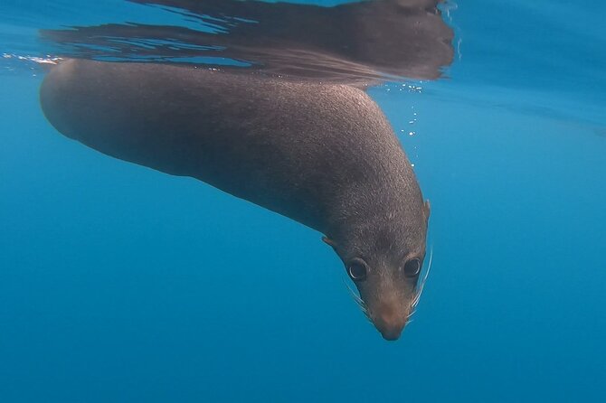 Seal Kayaking Adventure in Kaikoura - Wildlife Off the Kaikoura Peninsula: What You Can Really Expect
