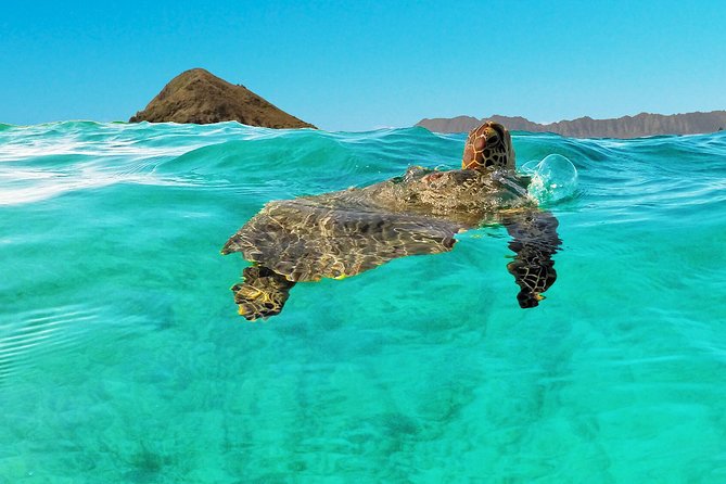 Self-Guided Kayaking Discovery in Kailua, Oahu - Stop 2: Mokulua Islands bird sanctuaries—wildlife payoff with real permissions