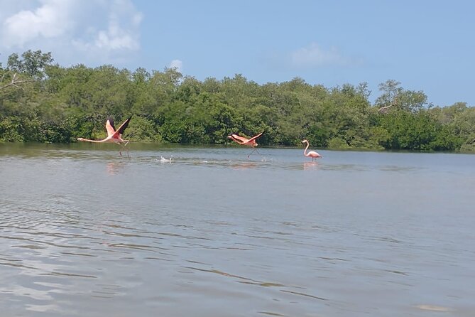 Shared mangroves kayak tour in Holbox - Holbox mangroves are the real deal for bird lovers
