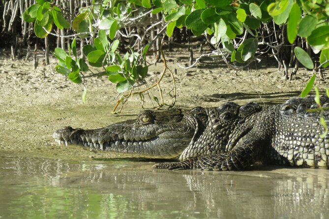Shared mangroves kayak tour in Holbox - Price and value: what $69.30 covers (and what it doesn’t)