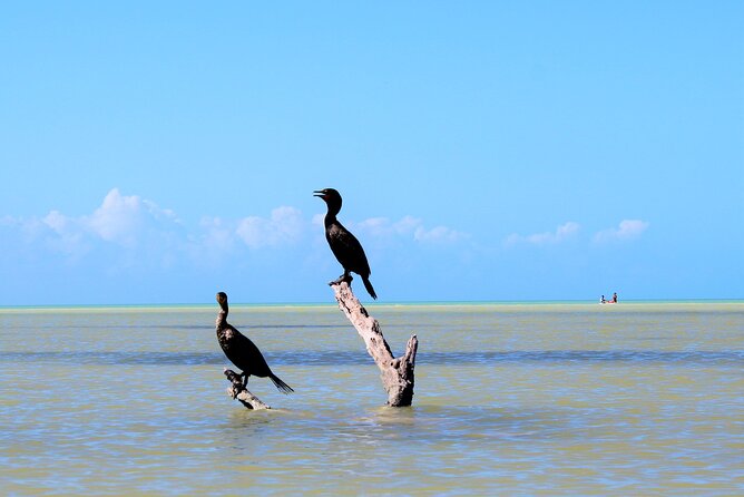 Shared mangroves kayak tour in Holbox - What to bring and how to time your day