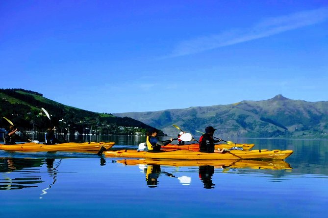 Shore Excursion Guided Sea Kayaking through Akaroa Marine Reserve - Key things that make this kayak safari work