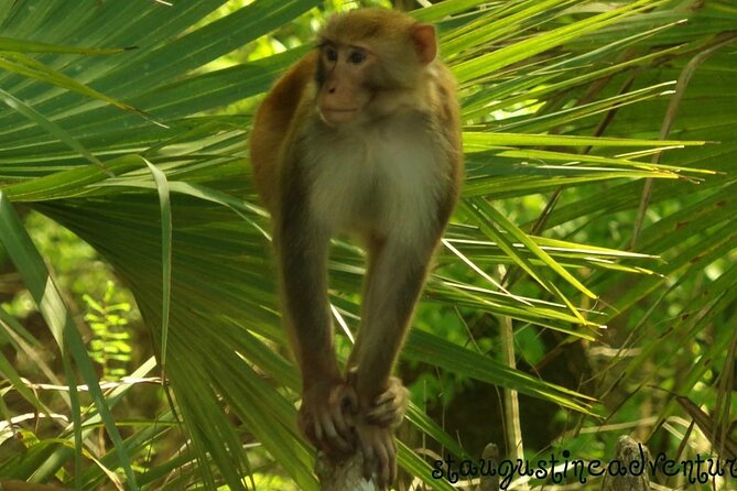 Silver Springs Clear Kayak Manatee, Monkey & Wildlife Adventures - Key things to know before you go