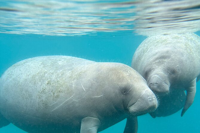 Silver Springs Clear Kayak Manatee, Monkey & Wildlife Adventures - Orlando day trip planning: driving time and pacing your day