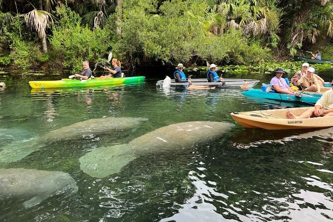 Silver Springs Clear Kayak Manatee, Monkey & Wildlife Adventures - Who should book this kayak and wildlife tour?