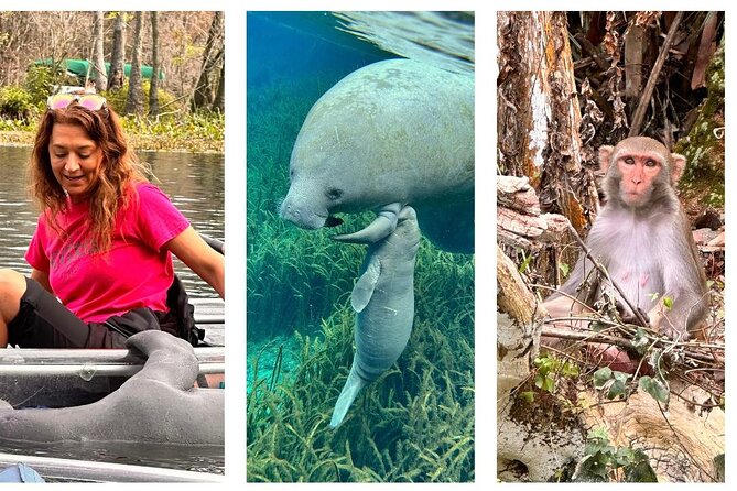 Silver Springs Clear Kayak Manatee, Monkey & Wildlife Adventures - Wildlife hot spots: manatees, monkeys, turtles, and the rest