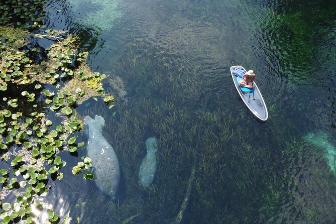Silver Springs: Clear Kayak Wildlife Adventure - Photos, Videos, and How Your Guide Improves the Trip