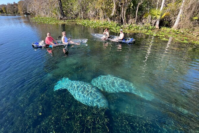 Silver Springs: Clear Kayak Wildlife Adventure - Wildlife Viewing: Manatees, Monkeys, Gators, and Those Under-Water Moments