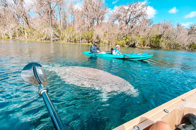 Silver Springs Glass Bottom Kayak Tour - Why a glass-bottom kayak works so well at Silver Springs