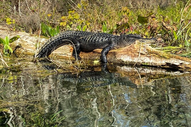Silver Springs Glass Bottom Kayak Tour - FAQ