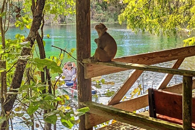 Silver Springs Jungle Kayaking and Paddleboarding - Key Highlights Before You Go