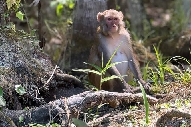 Silver Springs Jungle Kayaking and Paddleboarding - What’s Included (And What You’ll Want to Request)