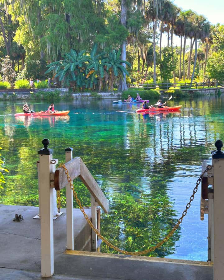 Silver Springs: Jungle Kayaking & Paddleboarding Adventure - Wildlife Spotting Game Plan: Manatees, Monkeys, Turtles, and Birds