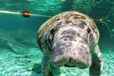 Silver Springs Manatee Kayak Tour - Finding the Right Start at 5656 E Silver Springs Blvd