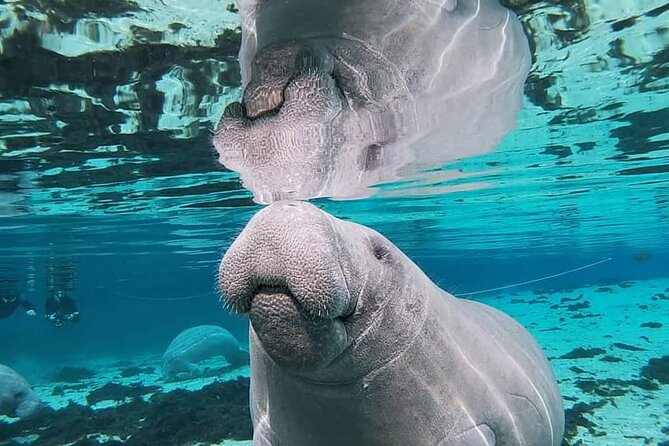 Silver Springs Manatee Kayak Tour - Wildlife Spotting Rules: Distance, Patience, and Clear-Water Watching