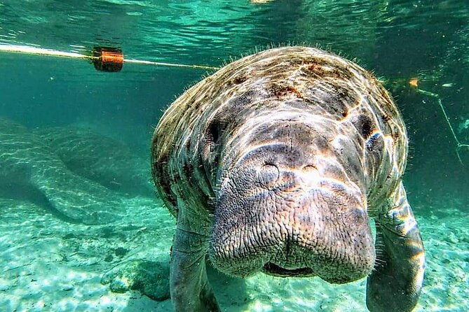 Silver Springs Manatee Kayak Tour - Finding the Right Start at 5656 E Silver Springs Blvd