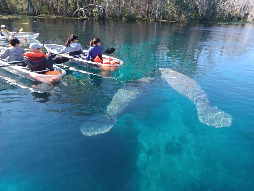 Silver Springs: Manatees and Monkeys Clear Kayak Guided Tour - Where You Meet and How the Tour Sets You Up