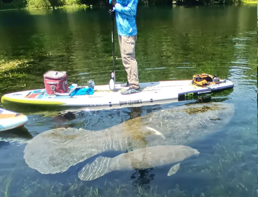Silver Springs: Manatees and Monkeys Clear Kayak Guided Tour - Wildlife Viewing: Manatees Are Common, Monkeys Are the Curveball