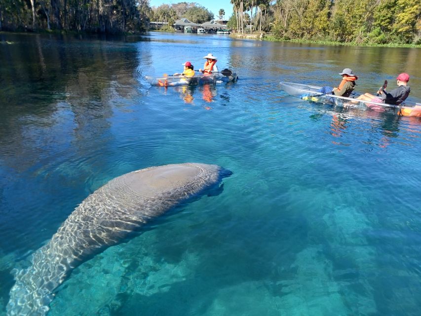 Silver Springs: Manatees and Monkeys Clear Kayak Guided Tour - Choosing the Right Clear Craft: Kayak vs. Paddleboard