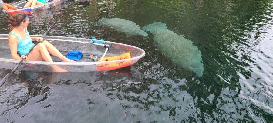Silver Springs: Manatees and Monkeys Clear Kayak Guided Tour - Price: What $80 Buys, and What Costs Extra