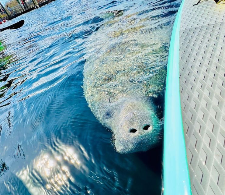 Silver Springs: Manatees and Monkeys Clear Kayak Guided Tour - Getting On the Fort King Trail and Past Movie Props