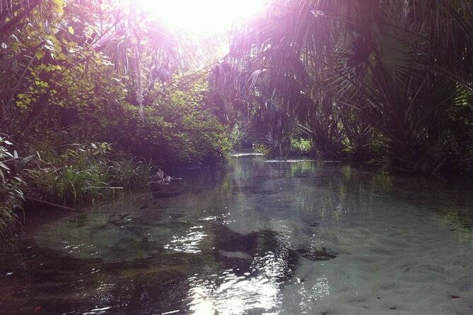 Silver Springs Self Guided Clear Kayak Rentals - Manatees: Why Season Changes What You See