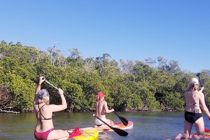 Single Kayak Rental on Big Hickory Pass - Wildlife watching basics: how to actually spot manatees and dolphins