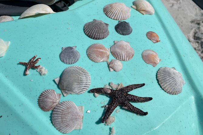 Single-Kayak Tour To Clearwater Island With Beach Setup Included! - Wildlife moments in calm water: dolphins, crabs, and tiny surprises
