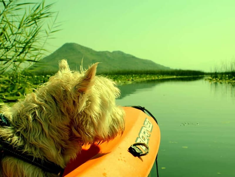 Skadar Lake National Park: Eco-friendly Kayak Adventure - Lesendro ruins on the water: why this stop matters