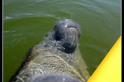 Small Group Boat, Kayak and Walking Guided Eco Tour Everglades - Chokoloskee to the 10,000 Islands: Remote Water, Real Ecology