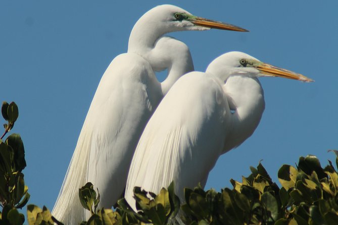 Small Group Boat, Kayak and Walking Guided Eco Tour Everglades - Wildlife chances: dolphins, birds, and the real meaning of “best odds”