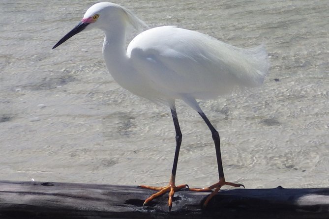 Small Group Boat, Kayak and Walking Guided Eco Tour Everglades - Price and value at $199.95 per person