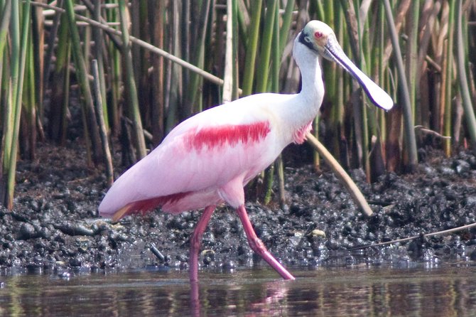Small Group Boat, Kayak and Walking Guided Eco Tour Everglades - Who should book this tour (and who might not love it)