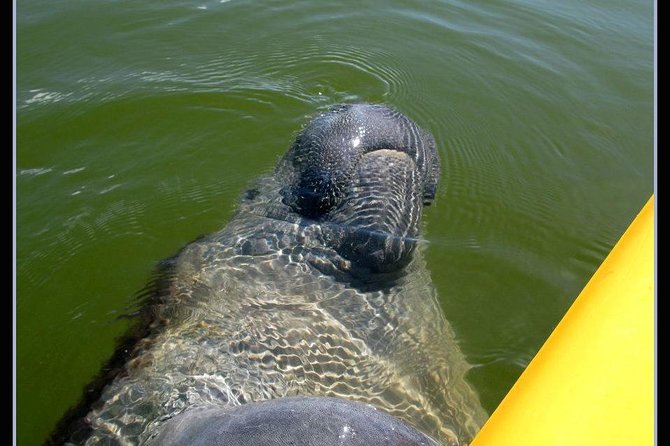 Small Group Boat, Kayak and Walking Guided Eco Tour Everglades - Getting to Chokoloskee and the 10,000 Islands waters