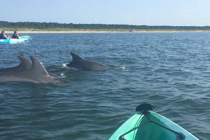 Small Group Dolphin Kayak Eco-Tour - The 2-Hour Plan: Kayak Basics, Safety, and Then Dolphins