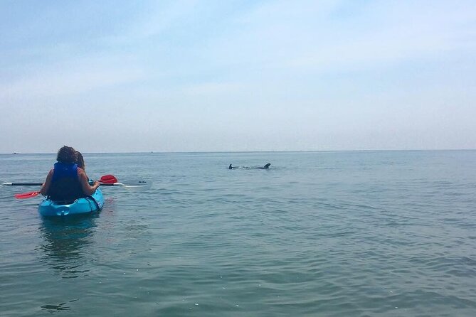 Small Group Dolphin Kayak Eco-Tour - What’s Included (and What You’ll Be Glad You Know)
