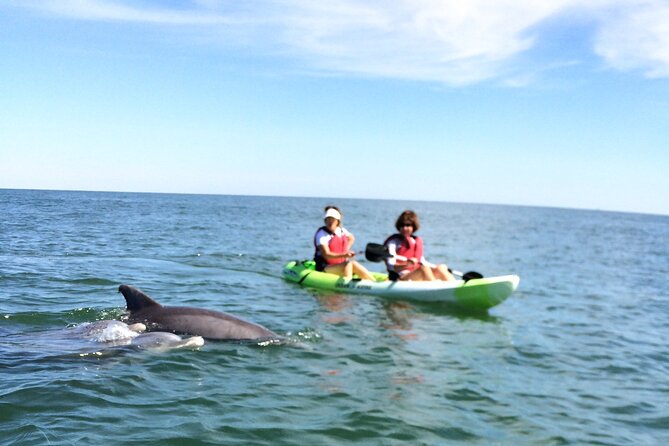 Small Group Dolphin Kayak Eco-Tour - Price and Value: Is $68 a Good Deal for 2 Hours?