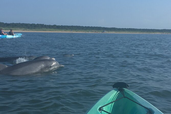 Small Group Dolphin Kayak Eco-Tour - When Dolphins Are Missed: How the Day Can Still Work