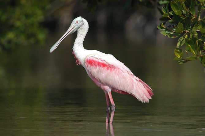 Small-Group Everglades Boating Kayaking and Walking Eco Tour - Key Highlights Worth Your Time