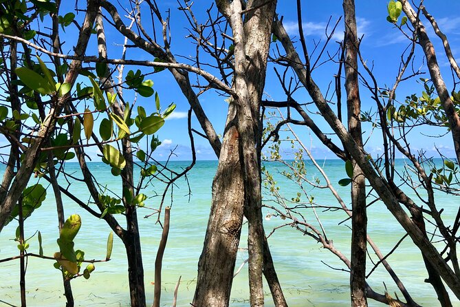 Small Group Kayak Tour of the Shell Key Preserve - Wildlife moments in Tampa Bay: dolphins, manatees, and birds