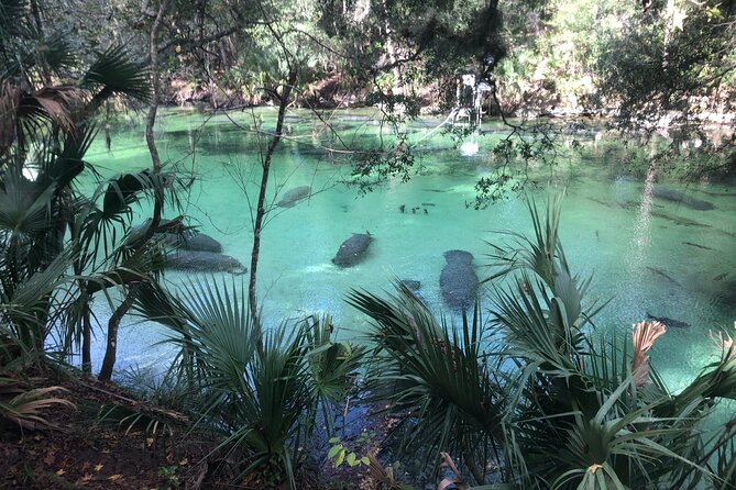 Small Group Manatee Discovery Kayak Tour near Orlando - Key things I’d bet your money on