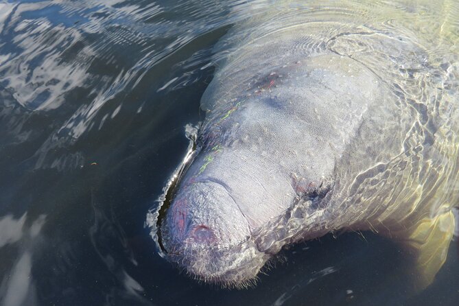 Small Group Manatee Discovery Kayak Tour near Orlando - Blue Spring State Park kayaking near Orlando: the winter manatee factor