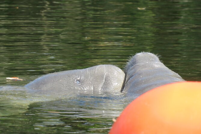 Small Group Manatee Discovery Kayak Tour near Orlando - Stop 2 on the water at Blue Spring State Park: manatees, alligators, and birds