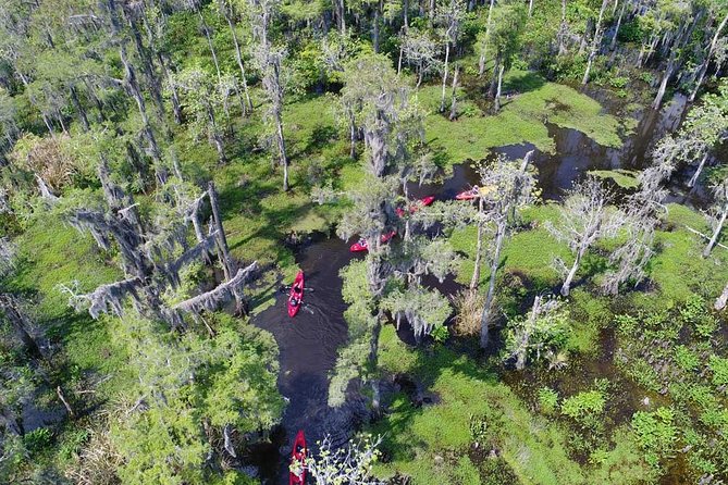 Small-Group Manchac Swamp Kayak Tour - What You’ll See: Cypress, Alligators, Turtles, Owls, and Bird Life